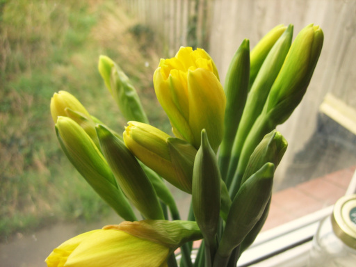 Bunch of daffs showing blooms this morning
