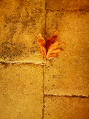 I feel like this leaf left over from autumn sometimes - not often
