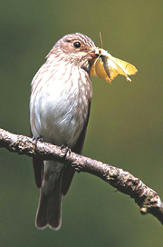 Spotted flycatcher eating its lunch